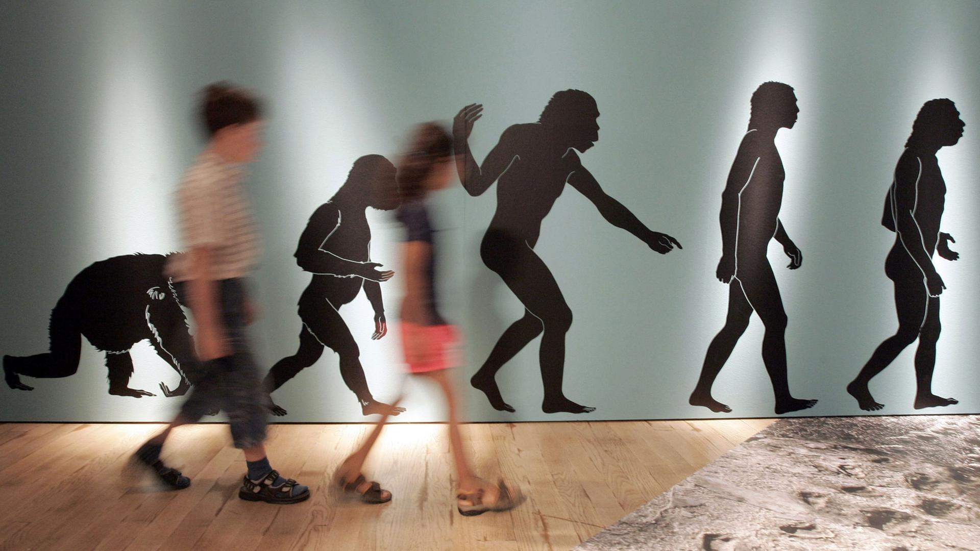 In der Ausstellung "ROOTS / Wurzeln der Menschheit" laufen zwei jugendliche Besucher am Donnerstag (06.07.2006) im Rheinischen LandesMuseum in Bonn an einer Plakatwand vorbei, die den Evolutionsverlauf zum Homo Sapiens beschreibt.