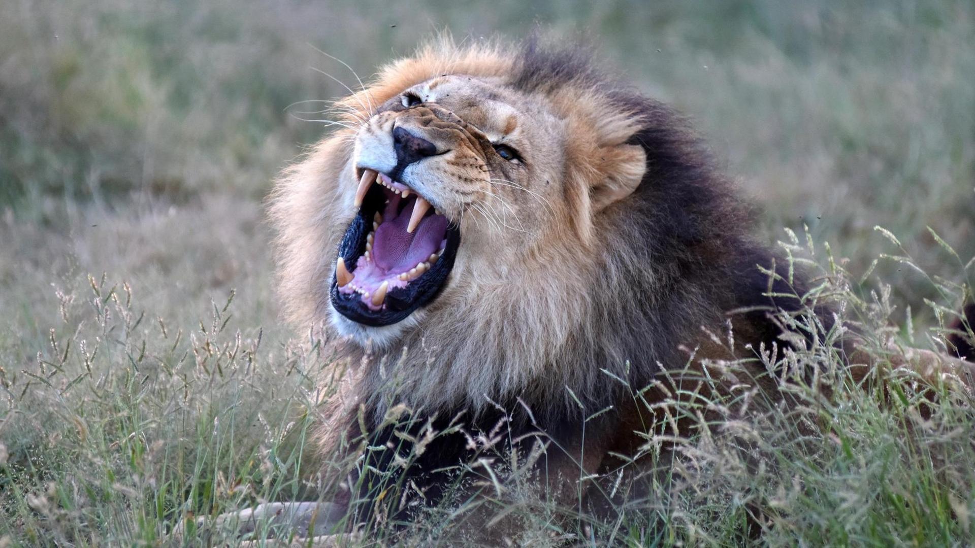Laut brüllend zeigt dieser afrikanische Löwer sein Gebiß in der Harnass Wildlife Foundation.