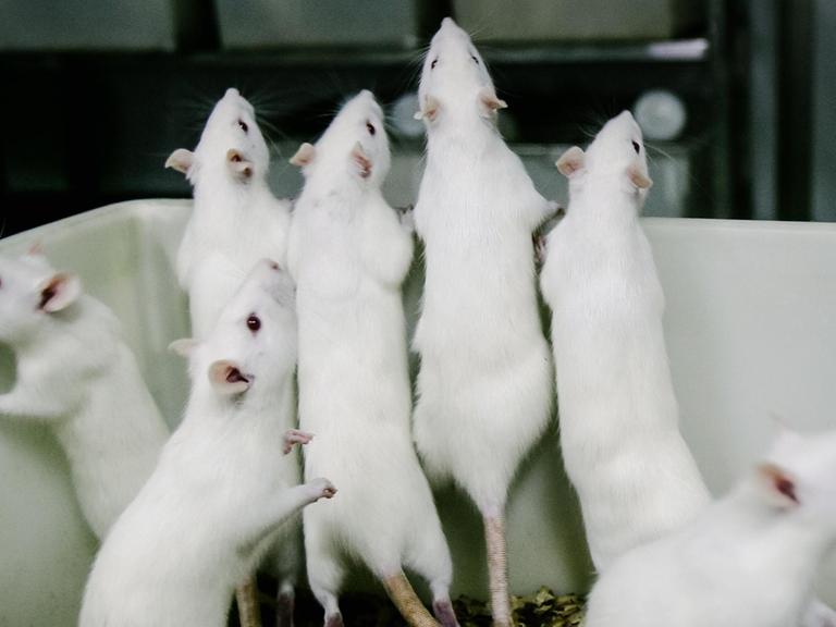 Weibliche weiße Ratten stehen in einem Becken in einem Tierlabor einer medizinischen Fakultät am der Stadtverwaltung von Chongqing in China. Im Labor, in dem die Temperatur auf 24 Grad Celsius gehalten wird, werden jedes Jahr über 100.000 Ratten und Mäuse in Experimenten für die pharmazeutische Forschung eingesetzt.