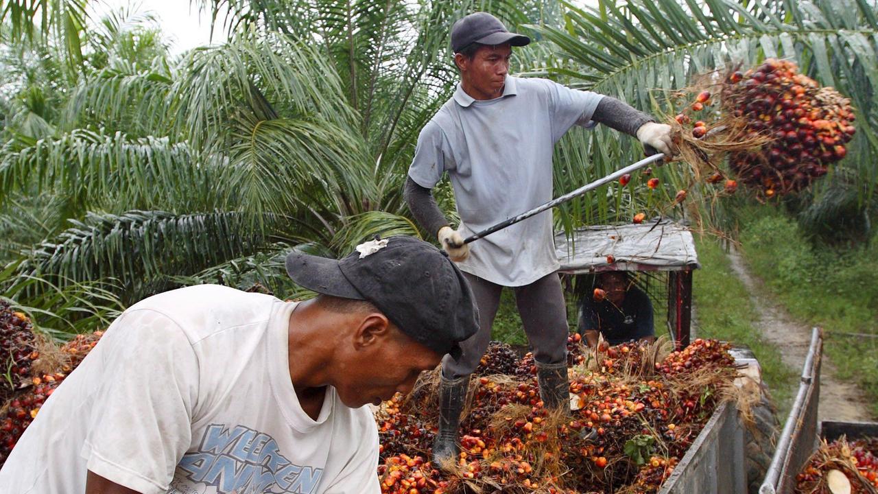 Zwei Arbeiter ernten die Früchte der Ölpalme auf einer Plantage in Malaysia.