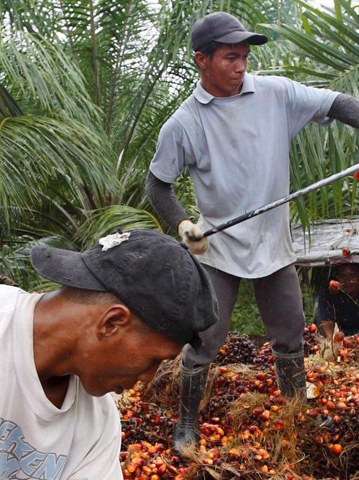 Zwei Arbeiter ernten die Früchte der Ölpalme auf einer Plantage in Malaysia.