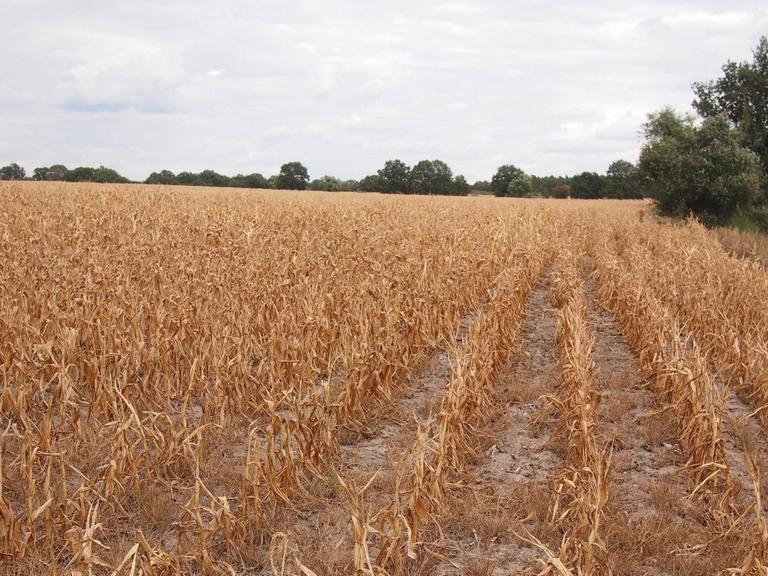 Vertrocknetes Maisfeld in der Mark Brandenburg.