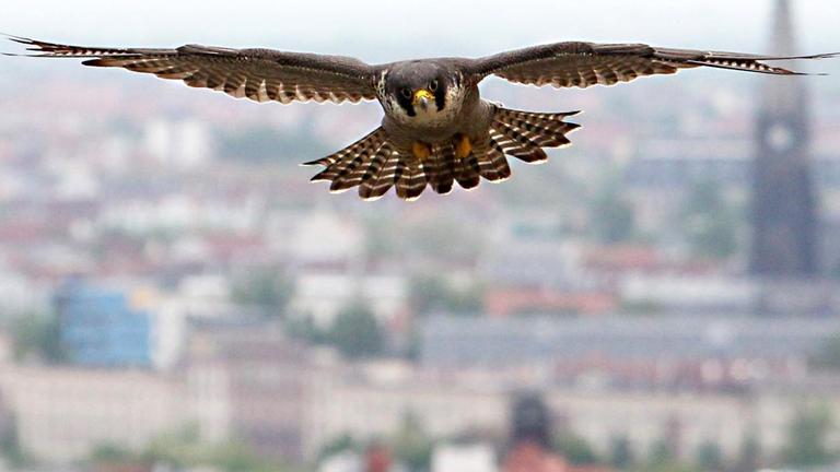 Ein erwachsener Wanderfalke (Falco Peregrinus) fliegt am 16.05.2013 über der City von Leipzig (Sachsen)