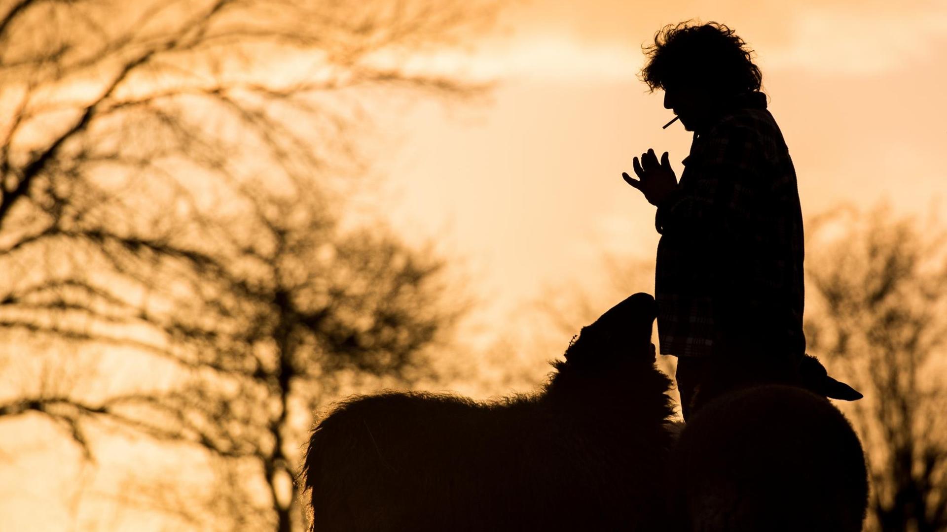 Ein rauchender Mann steht am 01.03.2015 in Auetal (Niedersachsen) während des Sonnenuntergangs neben Schafen auf einer Wiese.