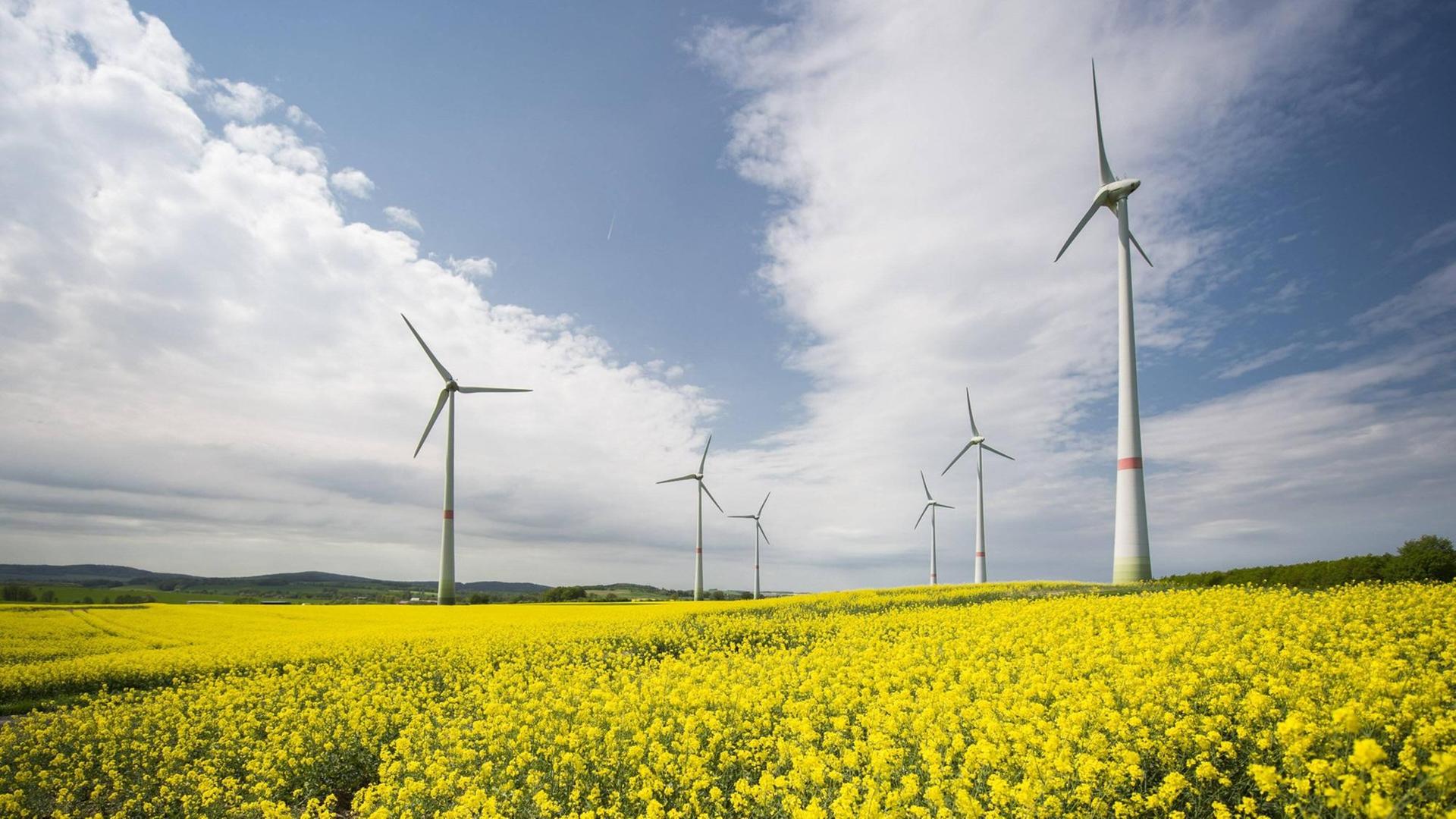 Windraeder im Rapsfeld, aufgenommen in Schoepstal, Deutschland