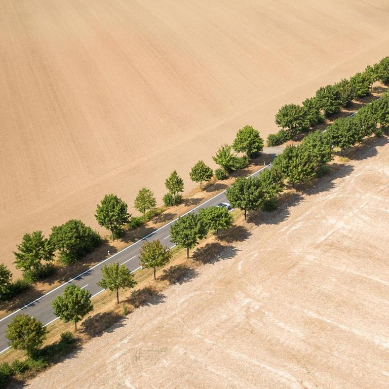 Alleebäume bilden den einzigen grünen Farbtupfer zwischen trockenen, abgeernteten Feldern (aufgenommen mit einer Drohne).