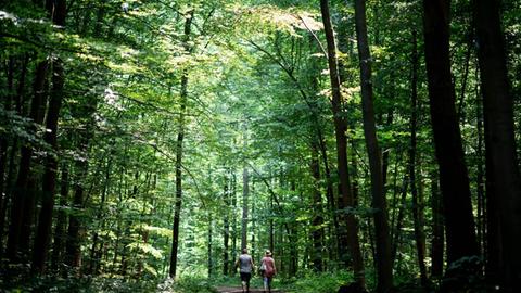 Spaziergänger gehen durch den Wald. Die Lage in nordrhein-westfälischen Wäldern verschärft sich: Bäume werden durch Borkenkäfer und Dürre auch 2020 massenhaft absterben, schätzen Experten. Das Land stockt seine Hilfen deutlich auf.