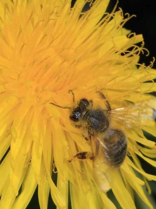 Eine Honigbiene (Apis mellifera) auf der Blüte des Löwenzahn (Taraxacum). Sie sammelt dort Pollen und Nektar für ihr Volk. Kleinschmalkalden, Thüringen, Deutschland, Europa Datum: 16.05.2017 | Verwendung weltweit