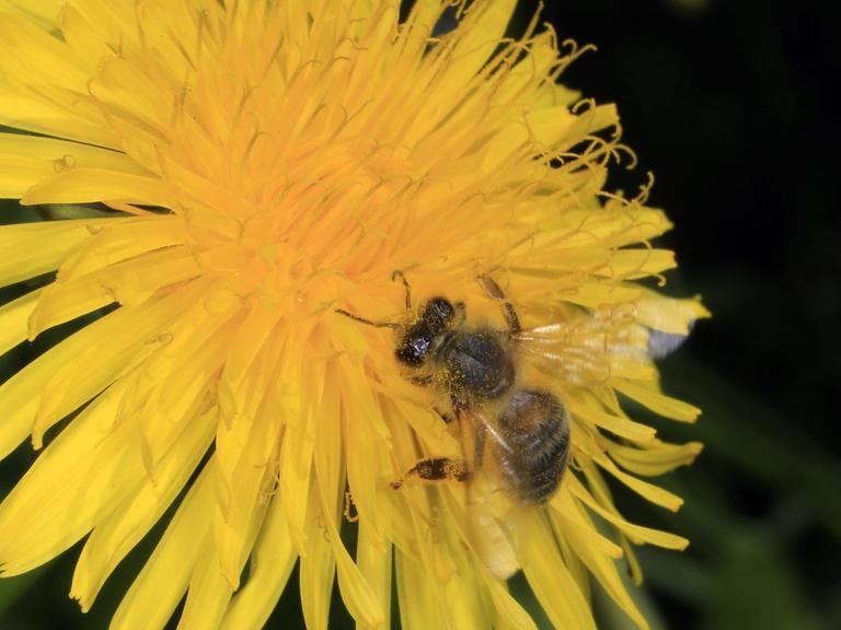 Eine Honigbiene (Apis mellifera) auf der Blüte des Löwenzahn (Taraxacum). Sie sammelt dort Pollen und Nektar für ihr Volk. Kleinschmalkalden, Thüringen, Deutschland, Europa Datum: 16.05.2017 | Verwendung weltweit
