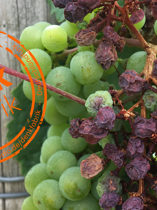 Eine Weinrebe mit grünen Trauben, neben denen rote, verdorrte Trauben hängen.