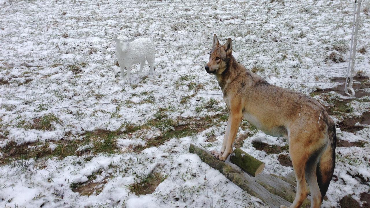 Ein Papp-Wolf steht auf einer beschneiten Wiese 