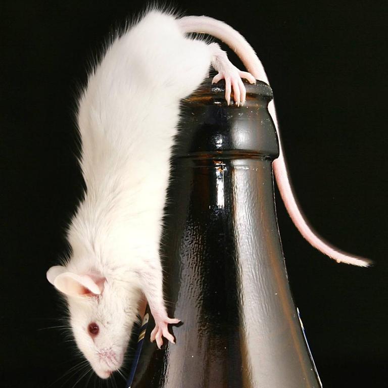 Weiße Maus auf einer Bierflasche 