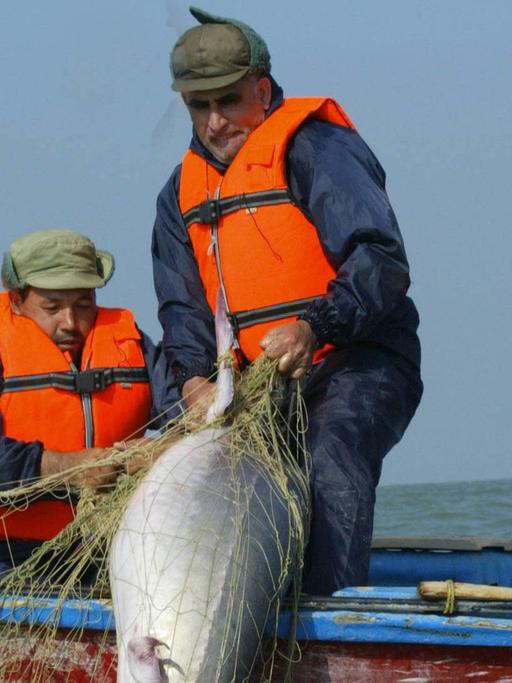 Zwei Fischer ziehen einen Belugastör aus dem Fischernetz.