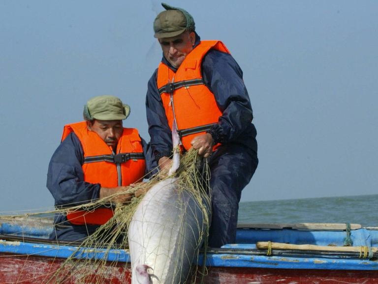 Zwei Fischer ziehen einen Belugastör aus dem Fischernetz.