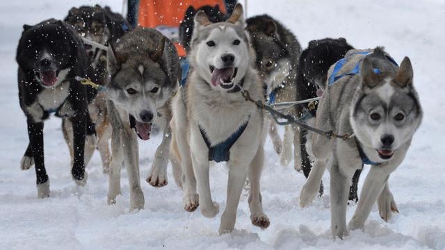 Mehrere Schlitten-Hunde ziehen einen Schlitten im Schnee. Die Hunde strengen sich richtig an.