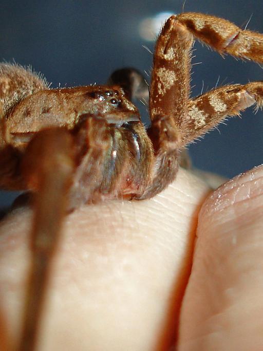 Eine Jagdspinne (Cupiennius salei)