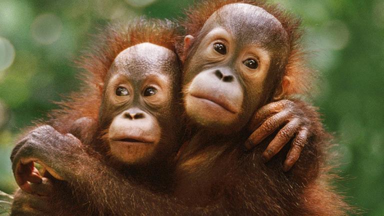 Zwei Orang-Utans halten sich im Arm.