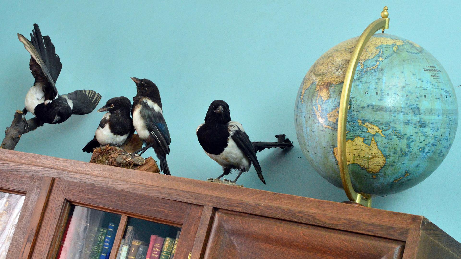 Präparierte Vögel in der Gedenkstätte am Geburts- und Sterbeort von Alfred Brehms