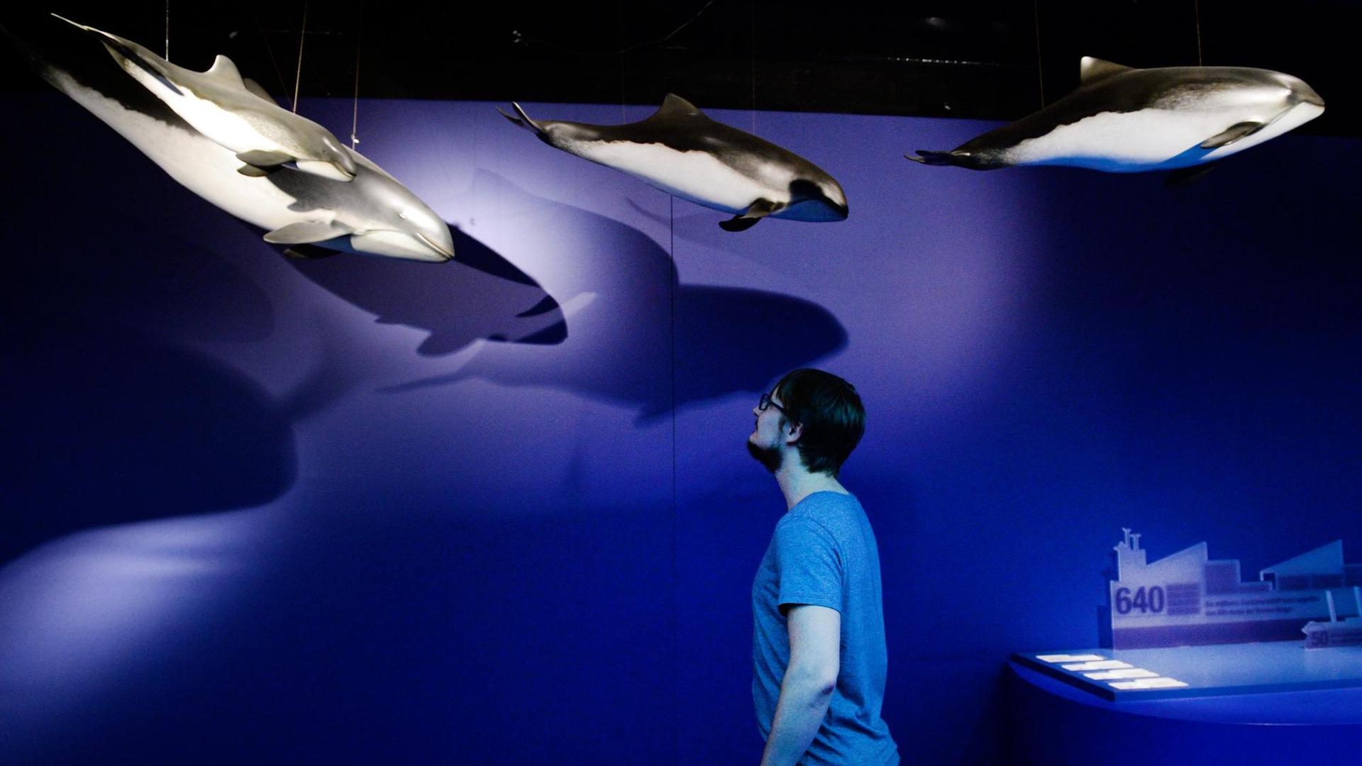 Ein Besucher schaut sich am 04.06.2016 in Berlin die Modelle von Schweinswalen in der Ausstellung über Meere und Ozeane auf dem Ausstellungsschiff "MS Wissenschaft" an.