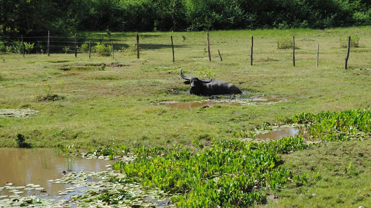 Auf einer grünen Wiese gibt es mehrere Wassertümpel. In einem liegt ein Büffel.