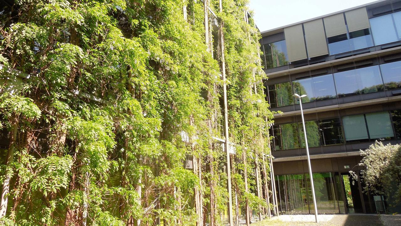 Kühlendes Grün: Blauregen am Physik-Gebäude der Humboldt-Universität in Berlin Adlershof