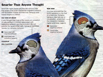 New York Times: Suprisingly complex brains, birds gain respect