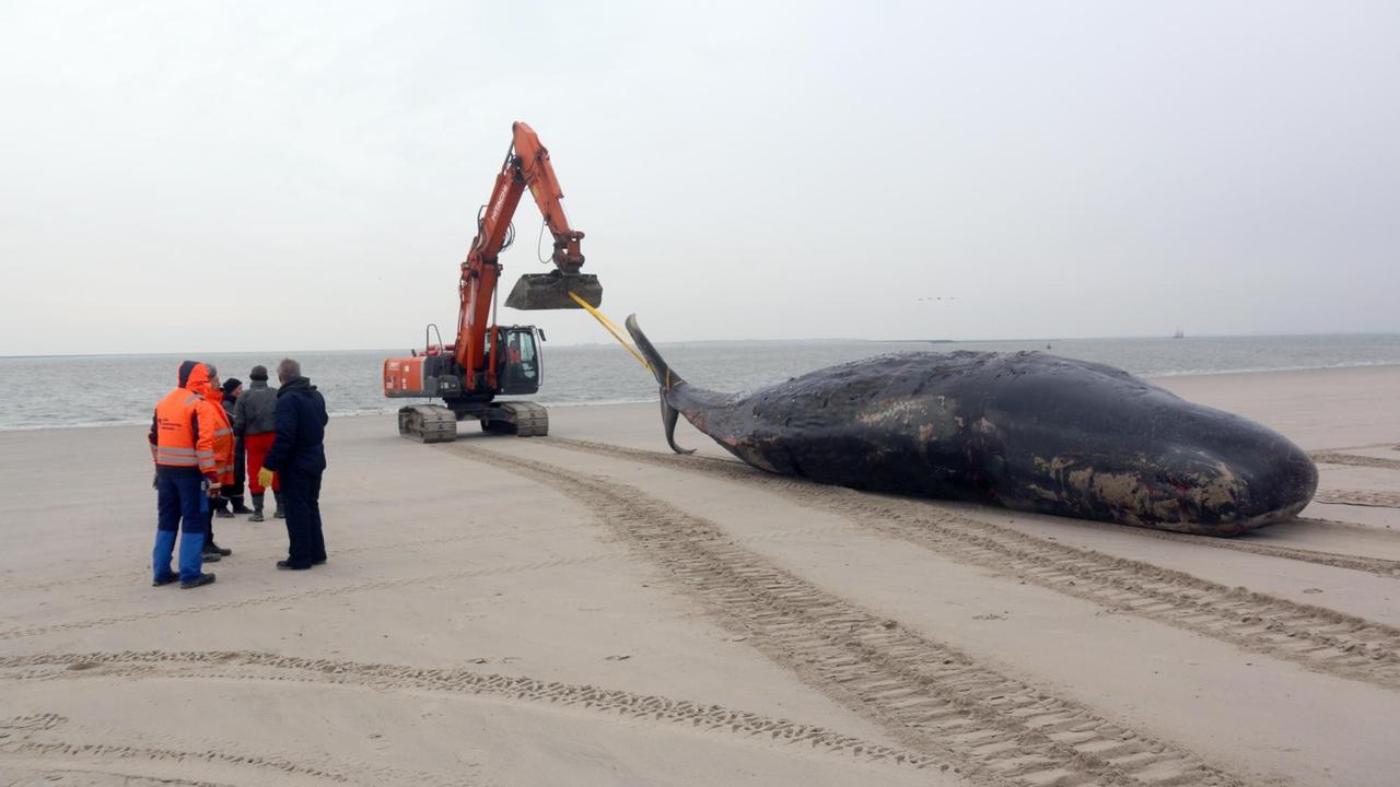 Ein Bagger zieht am 14.01.2016 auf dem Strand von Wangerooge (Niedersachsen) einen verendeten Pottwal Richtung Meer. Auf der Nordseeinsel haben die Vorbereitungsarbeiten für den Abtransport der beiden gefunden toten Pottwale begonnen.