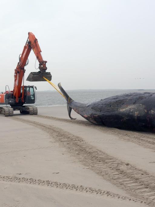 Ein Bagger zieht am 14.01.2016 auf dem Strand von Wangerooge (Niedersachsen) einen verendeten Pottwal Richtung Meer. Auf der Nordseeinsel haben die Vorbereitungsarbeiten für den Abtransport der beiden gefunden toten Pottwale begonnen.