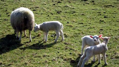 Schafe auf einer Weide im Sommer