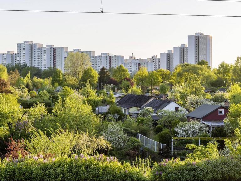 Blick auf die Kleingartenanlage am Plänterwald in Berlin, im Hintergrund ist ein Neubaugebiet zu sehen.