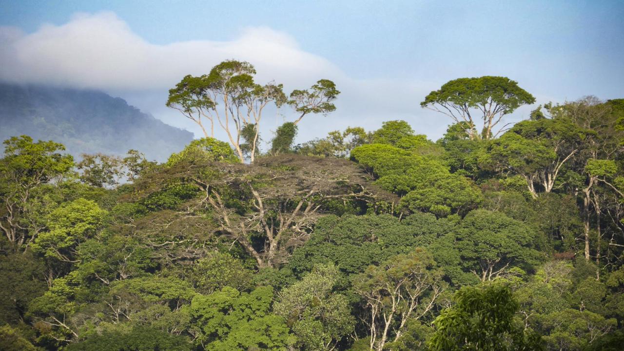 Französisch-Guayana ist fast vollständig mit tropischem Regenwald bedeckt. Die Waldregionen sind nur spärlich bevölkert und dadurch weitgehend intakt. 