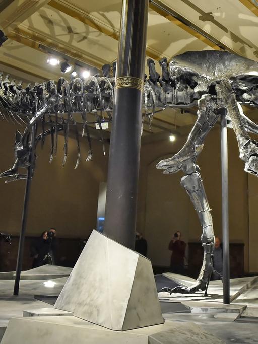 Das Skelett des Tyrannosaurus Rex "Tristan Otto" im Naturkundemuseum Berlin