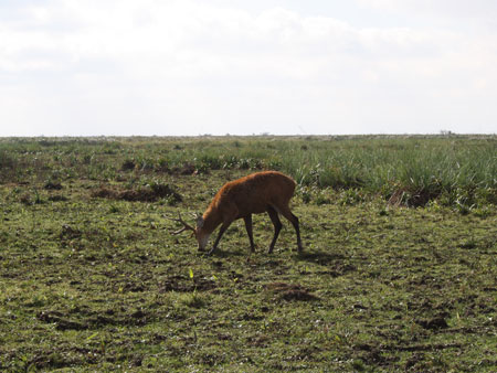 Der Sumpfhirsch ist der größte Hirsch Südamerikas