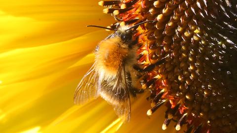 Waldwunschdenken - Kann Aufforstung Das Klima Retten?