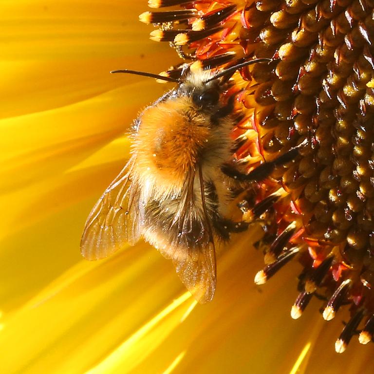Eine Hummel sitzt auf der Blüte einer Sonnenblume und sammelt Nektar. 