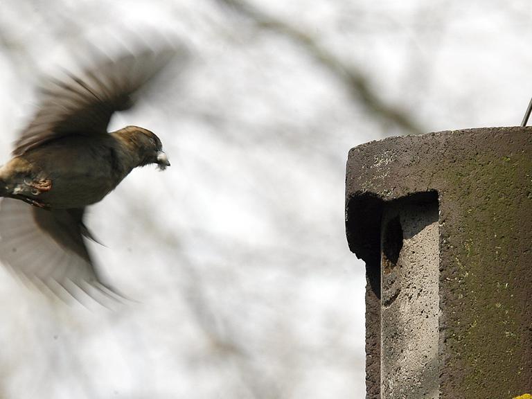 Ein Sperlingsweibchen fliegt einen Nistkasten aus Holzbeton an, es hält Nistmaterial im Schnabel.