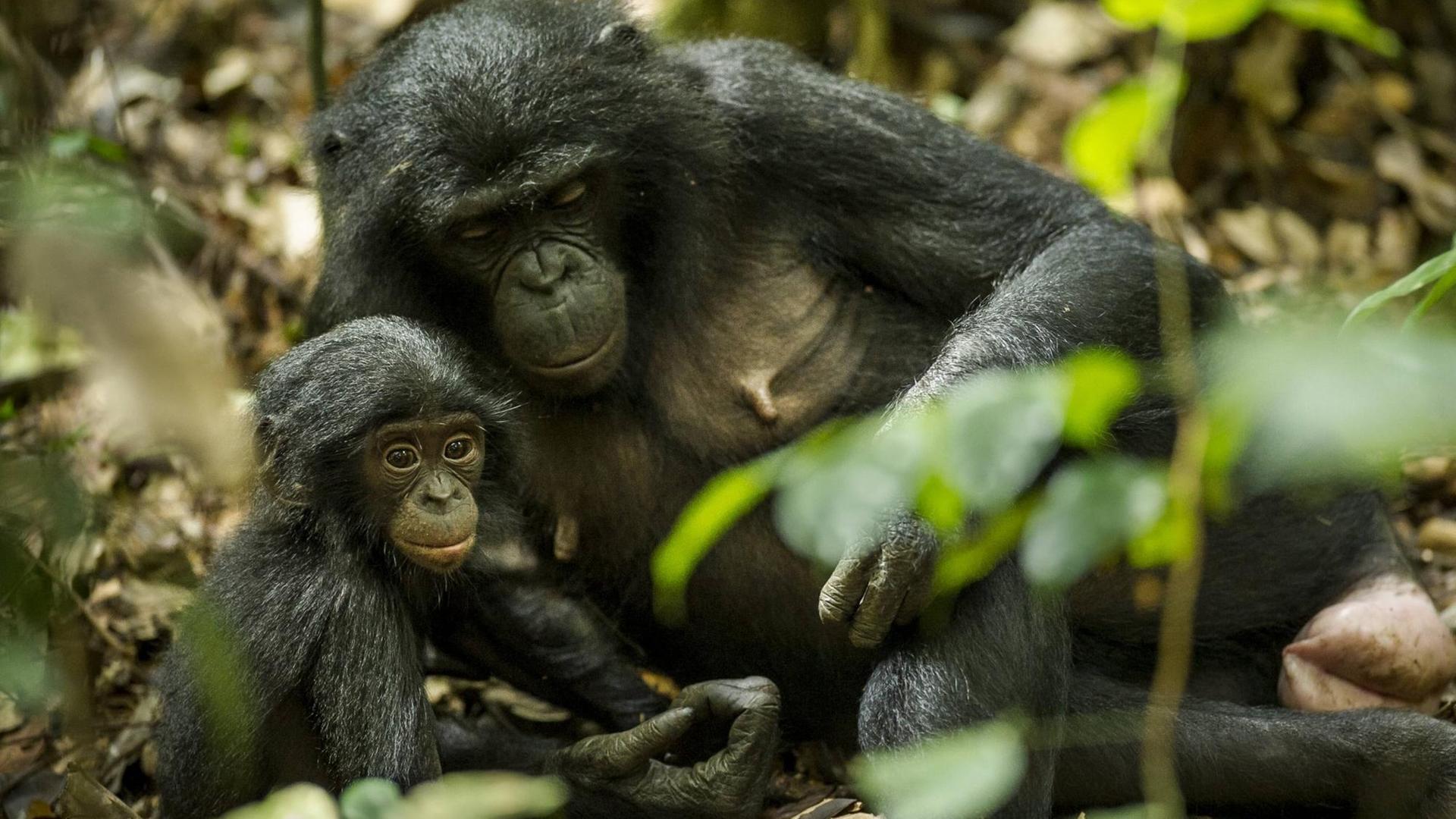 Bonobo Mutter mit Kind im Salonga National Park im Kongo.
