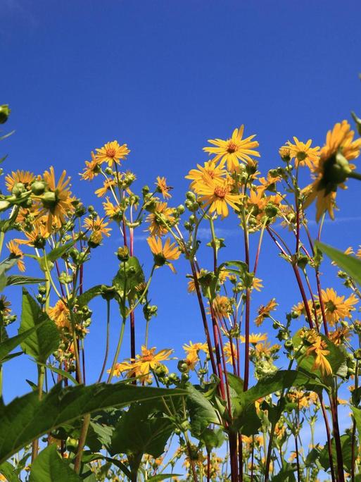 Die Energiepflanze Durchwachsene Silphie (Silphium perfoliatum), auch Becherpflanze, genannt: gelbe Blüten vor blauem Himmel.