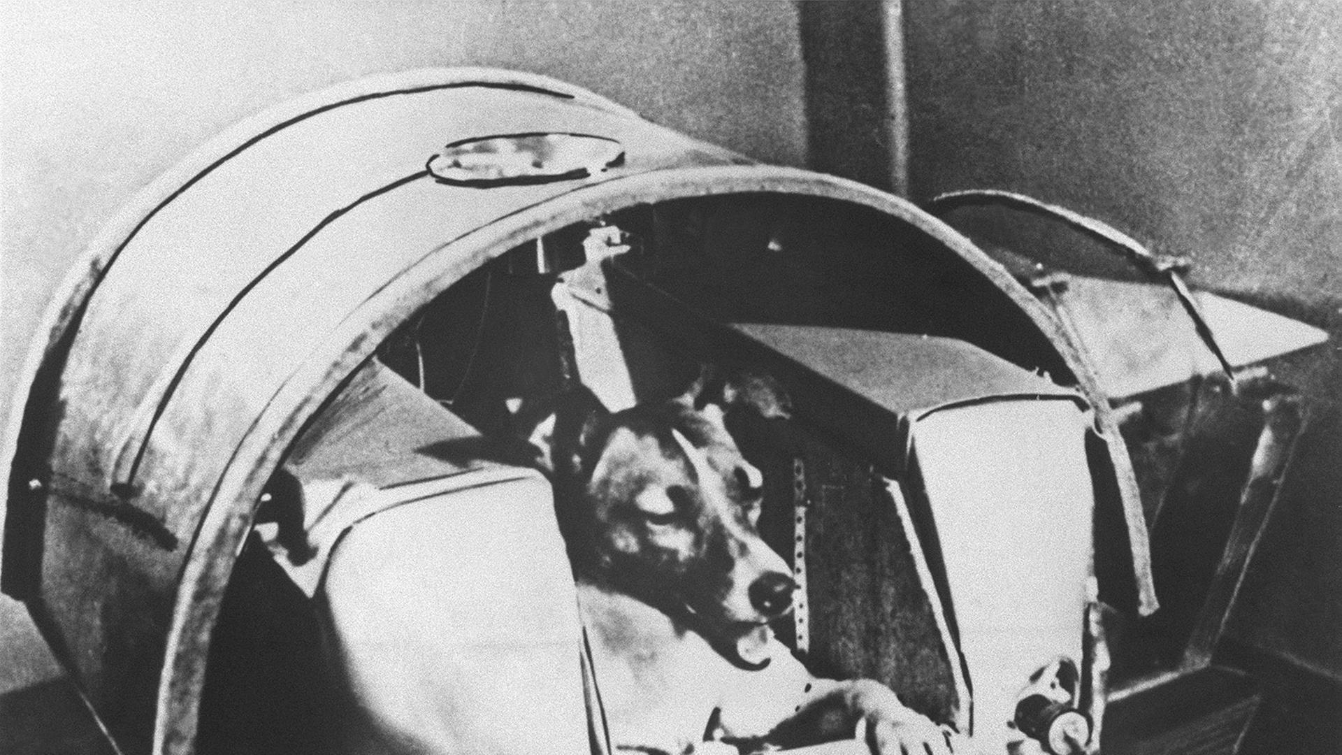 Die Hündin "Laika" wurde 1957 mit der sowjetischen Rakete "Sputnik II " ins Weltall gestartet und umrundete als erstes Lebewesen die Erde. Die Hündin "Laika" wurde 1957 mit der sowjetischen Rakete "Sputnik II " ins Weltall gestartet und umrundete als erstes Lebewesen die Erde.