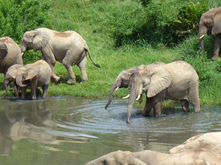 Elefanten an einer Wasserstelle