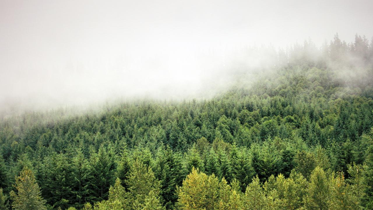 Nebel steht über einem Wald.