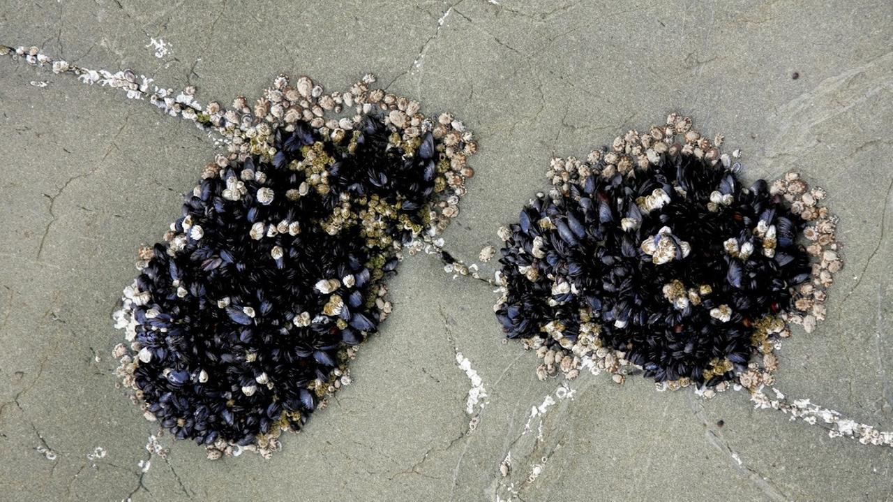 Zwei schwarze Muschelhaufen mit teilweise schon geöffneten Muscheln auf dem trockenen Sand ohne Wasser.