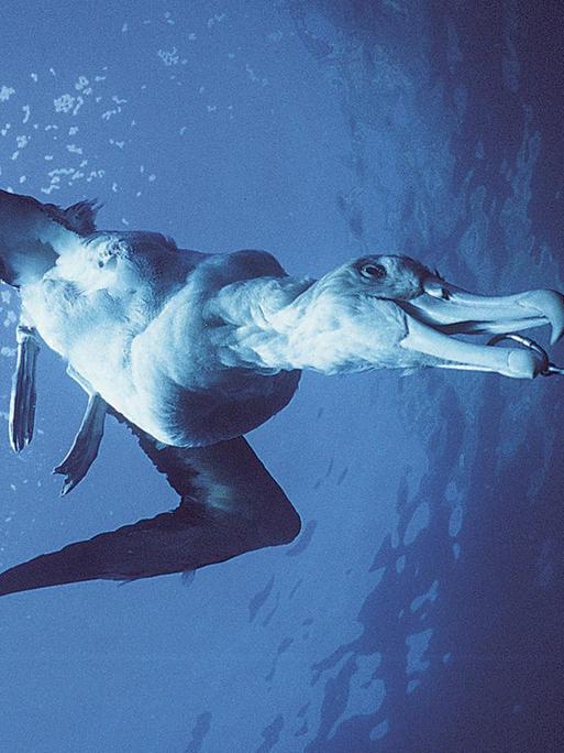Unterwasseraufnahme eines Albatros, der an einem Haken hängt.