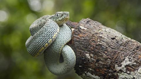 Eine Amazonas Lanzenotter wickelt sich um einen Baum im Regenwald von Ecuador.