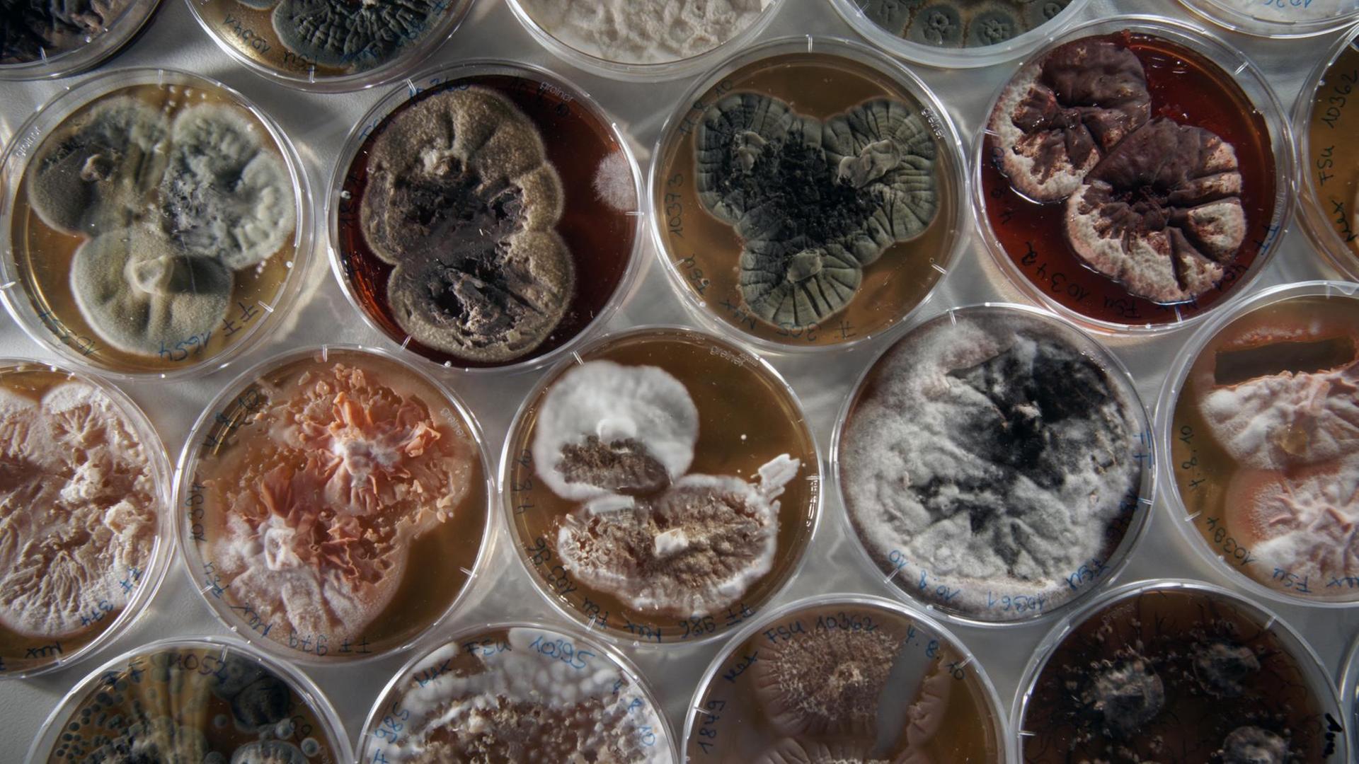 Verschiedene Pilze im Jugendstadium, die in einem Labor der Jena Microbial Resource Collection der Friedrich-Schiller-Universität in Petrischalen auf speziellem Nährboden wachsen (Foto vom 28.08.2010). Etwa 11.000 verschiedene Pilzisolate werden in rund 44.000 Probenbehältern in der Einrichtung gehalten.