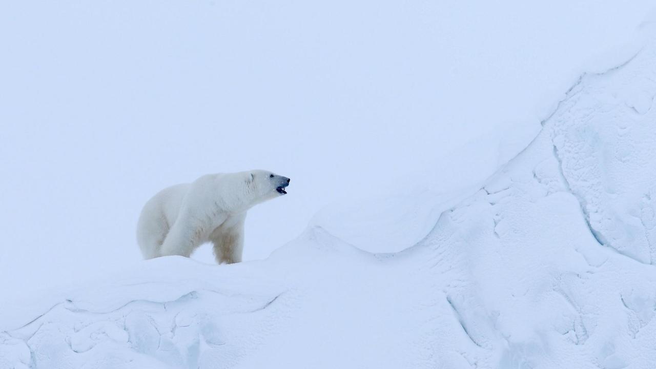 Ein Eisbär bei Dämmerung mitten im Eis.