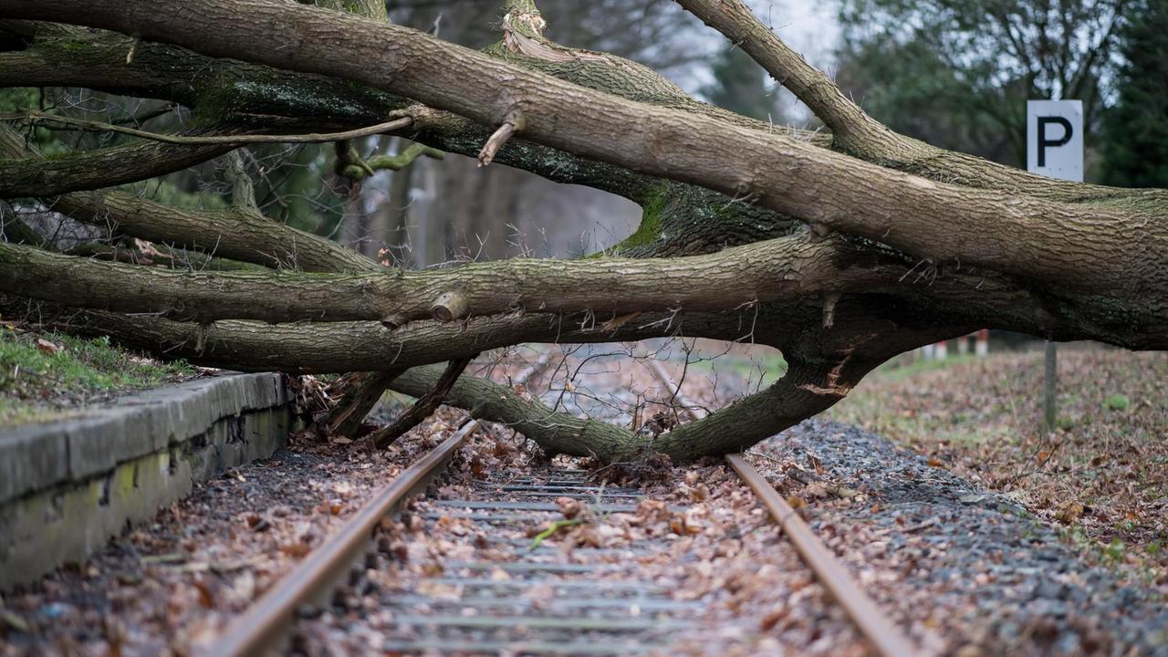 Auf den Gleisen im Stadtteil Münster - Gremmendorf (Nordrhein-Westfalen) liegt am 18.01.2018 ein umgestürzter Baum.