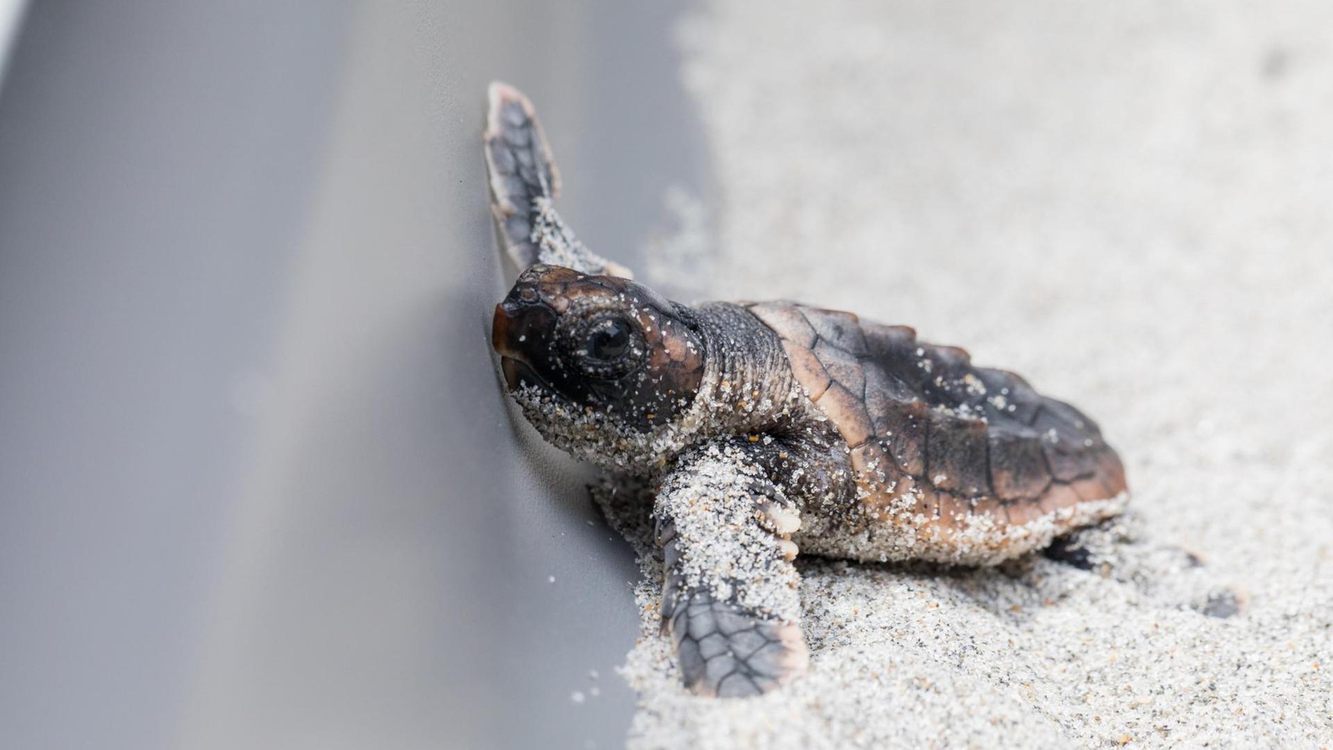 Schildkröte Sand Babyschildkröte Schlüpfling Florida Meeresbiologie Klimawandel