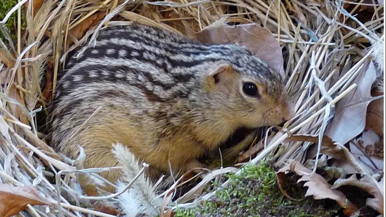 Ein gestreiftes Erdhörnchen in einem Nest