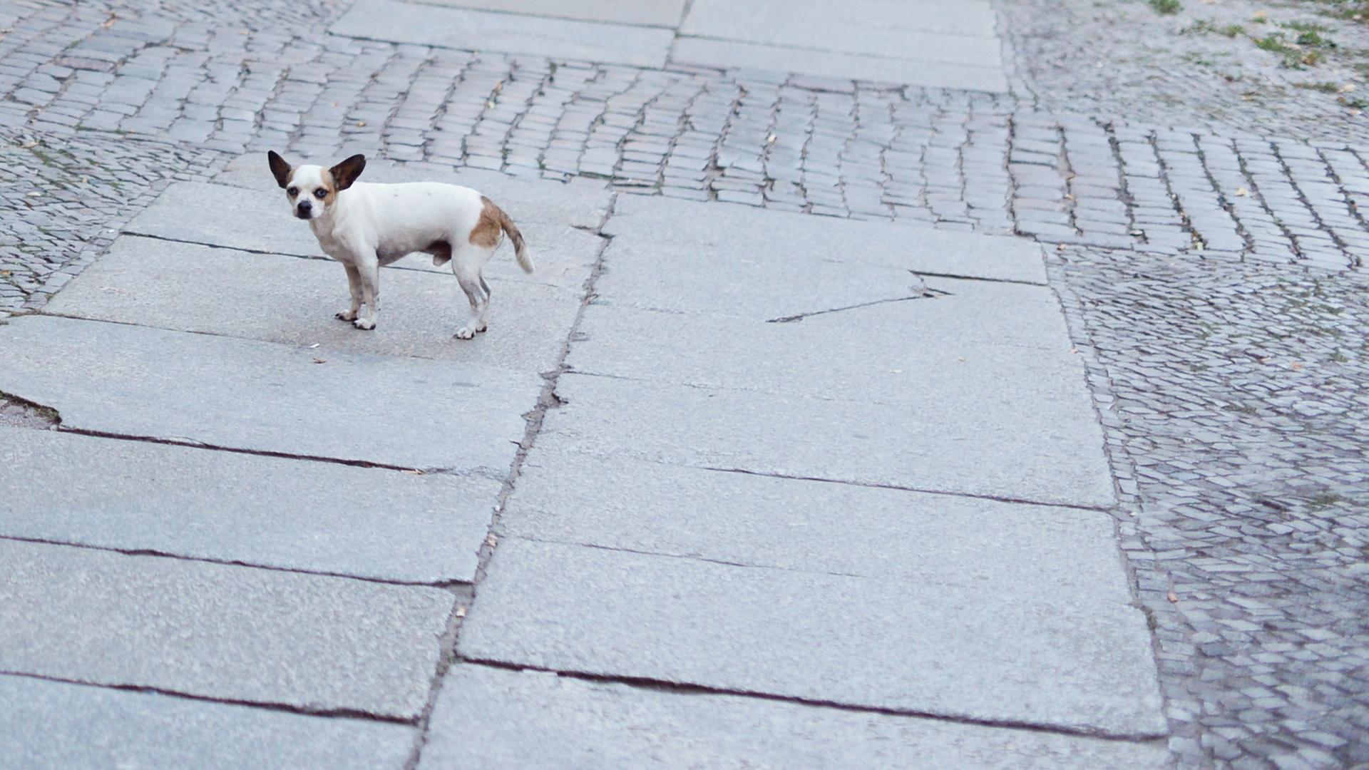 Ein Hund auf einer Granit-Gewegplatte, einem sogenannten "Schweinebauch"